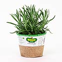 Bonnie Plants Lavender Provence